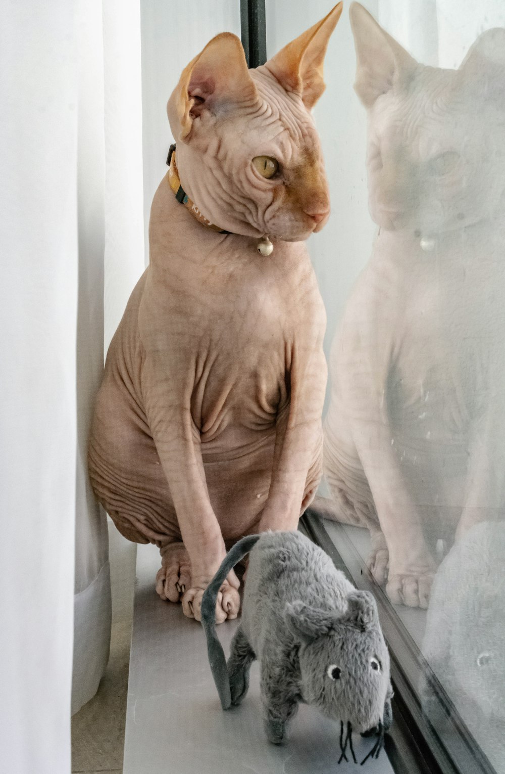 Sphinx cat sits beside glass window with gray rat plush toy