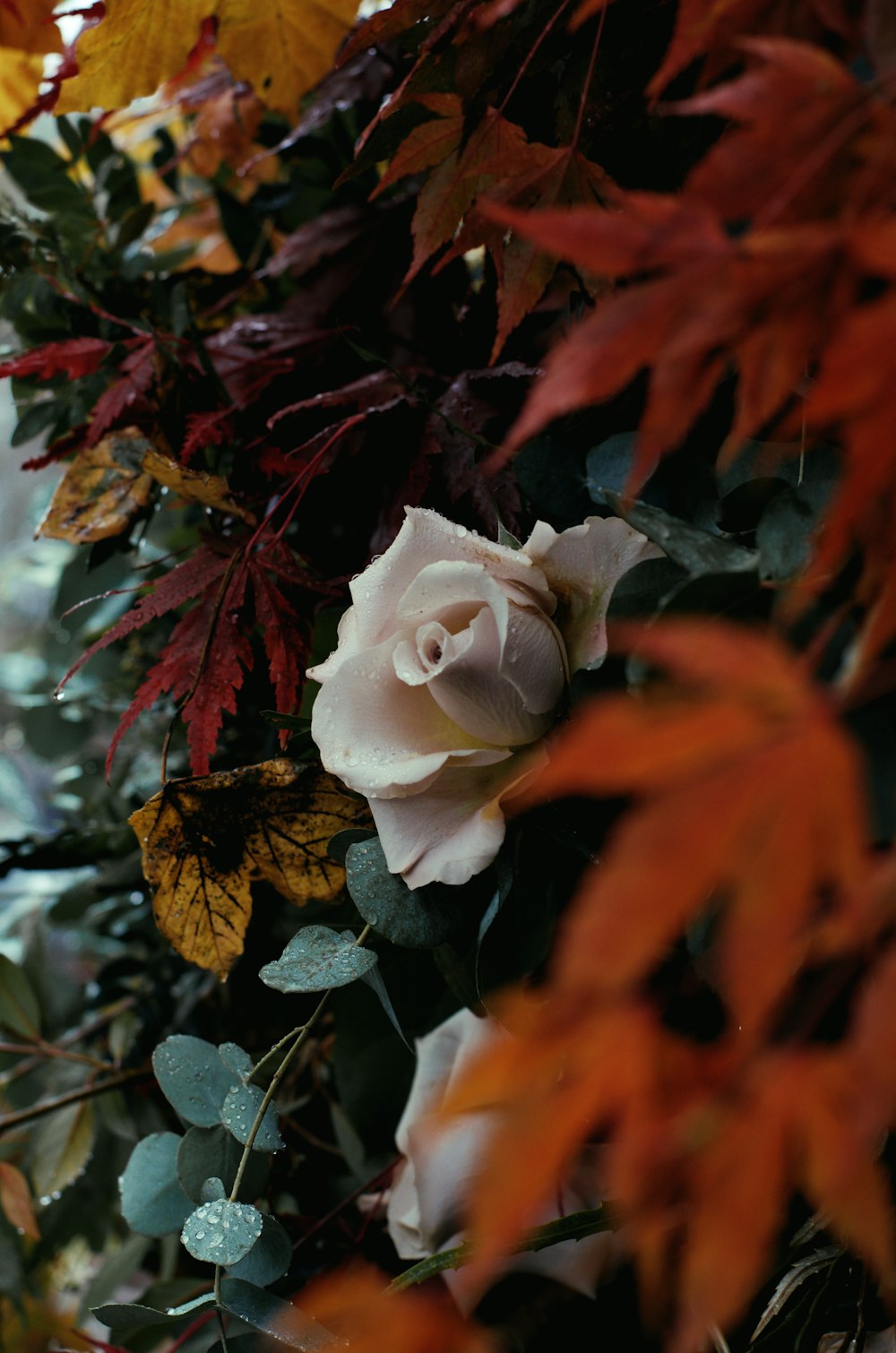 white rose flower