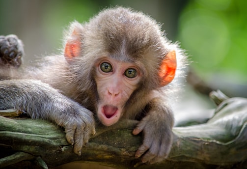 brown coated monkey on branch