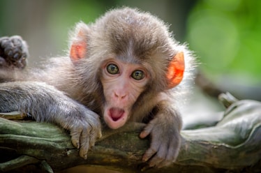 brown coated monkey on branch