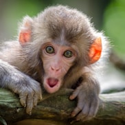 brown coated monkey on branch