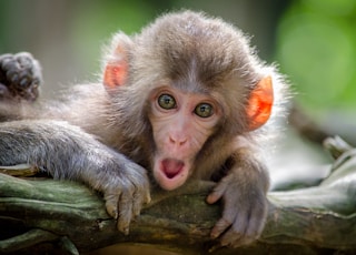 brown coated monkey on branch