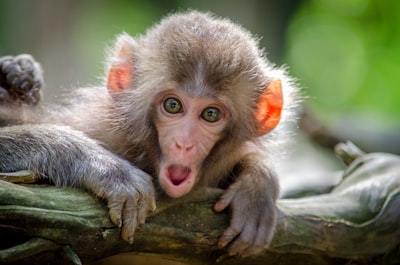 brown coated monkey on branch monkey zoom background