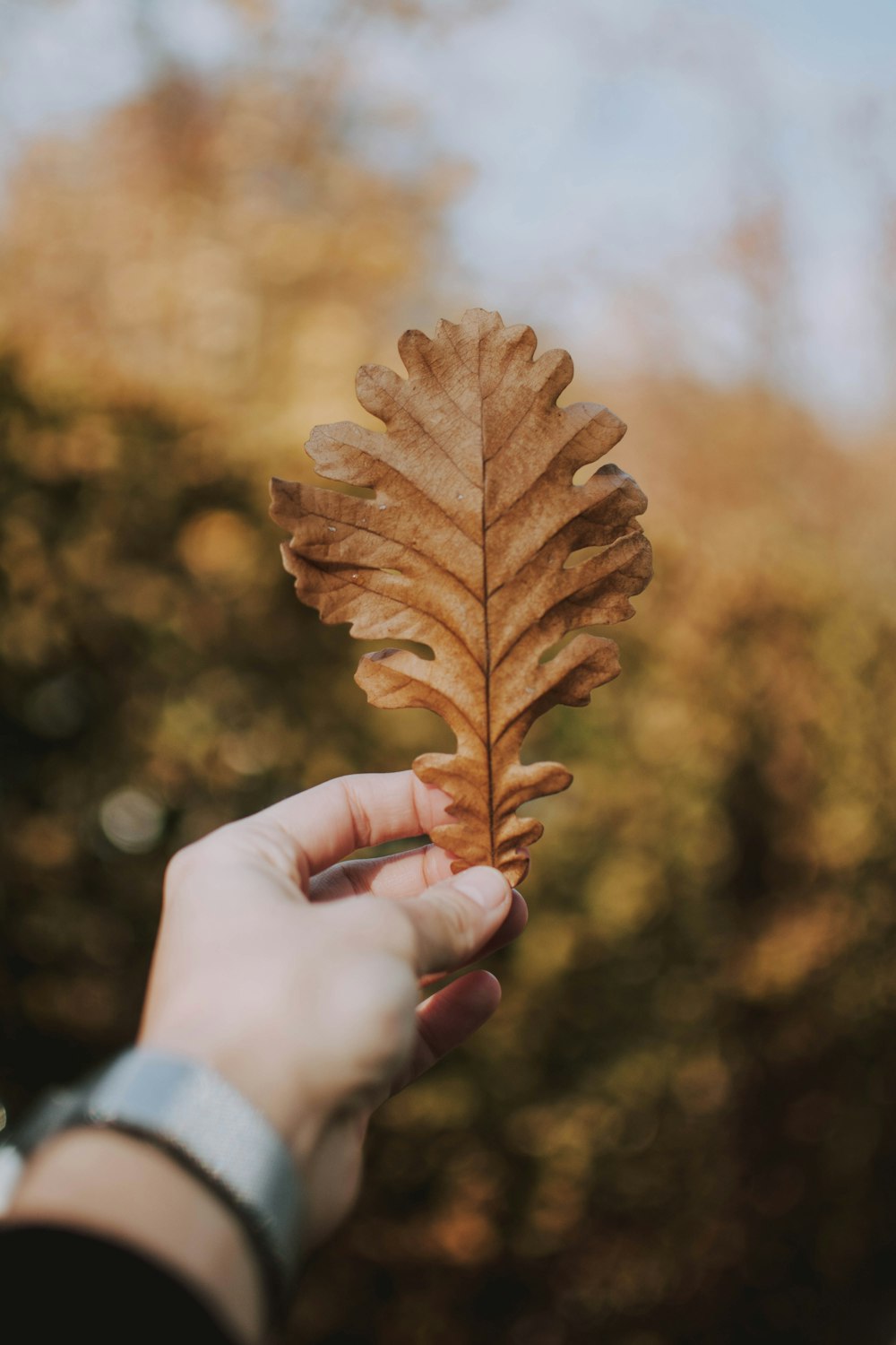 Person mit braunem Blatt