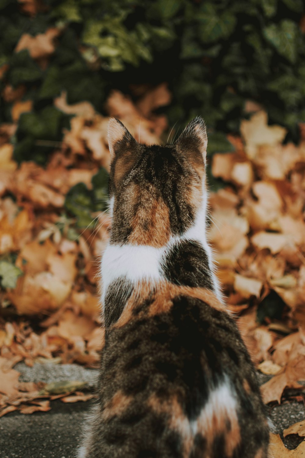 calico cat standing in front of dry leaves