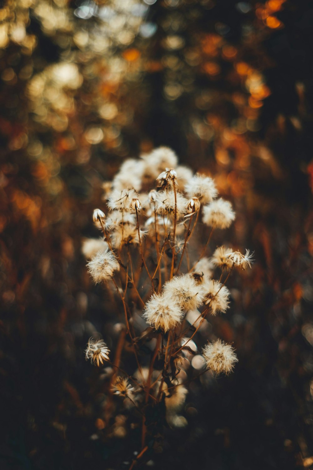 white petaled flowers during daytime