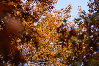 Autumn leaves in vibrant shades of orange and yellow fill the scene, with sunlight peeking through. The branches create a natural frame, and a clear blue sky is visible in the background.