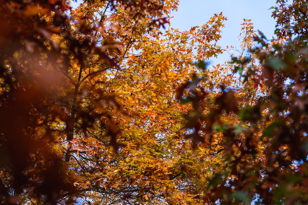 Temperate broadleaf and mixed forest photo spot Vancouver Canada