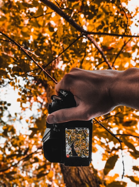 A hand is holding a DSLR camera, capturing the view of autumn leaves on the camera's screen. The background is filled with golden and brown foliage, indicating the fall season.