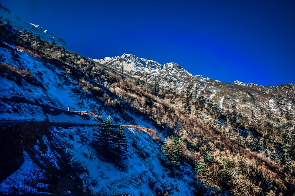 photo of mountain and forest