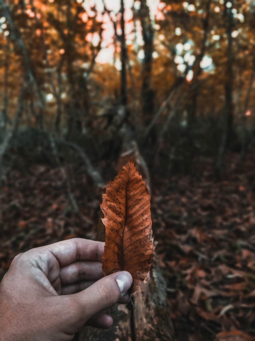 person holding leaf