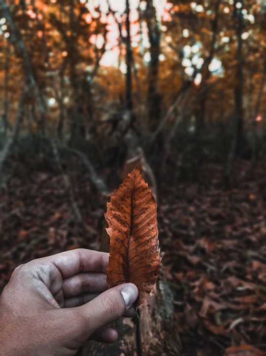 person holding leaf in Istria County Croatia