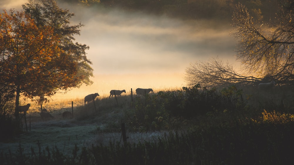 herd of animal walking on grass field