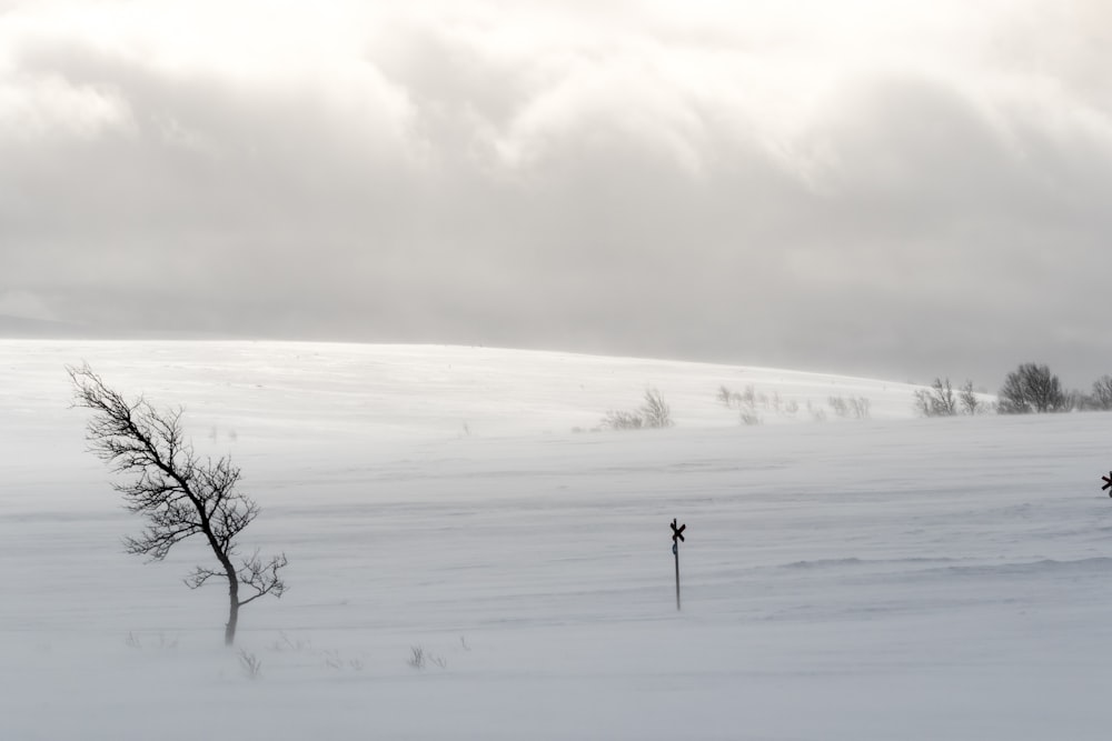 wind on snow field