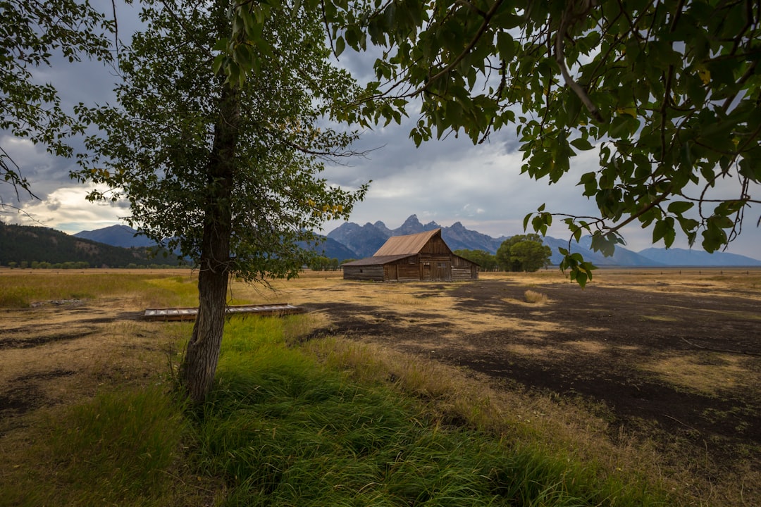 brown wooden house