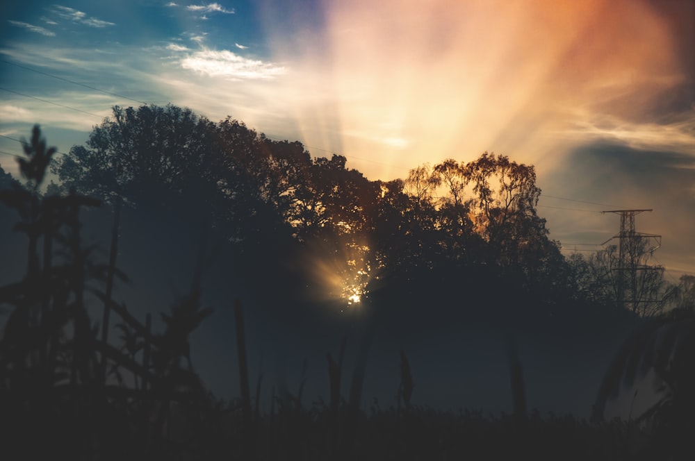 silhouette of trees