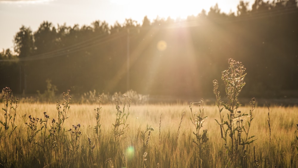 grass field during golden hour