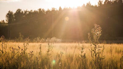 grass field during golden hour sweden teams background