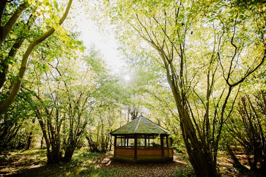 photo of Ely Forest near Tate Modern