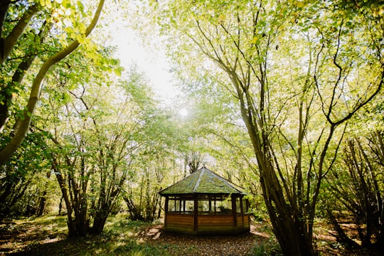 brown and green gazebo surrounded by trees in Ely United Kingdom