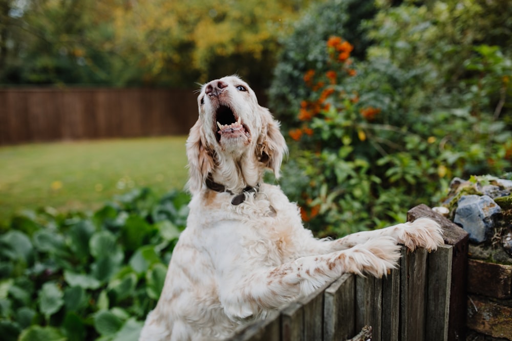 white dog standing