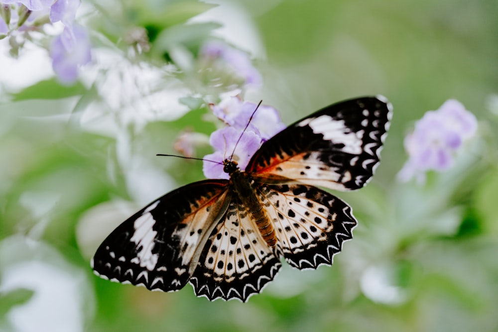 Fotografia a fuoco selettiva della farfalla nera