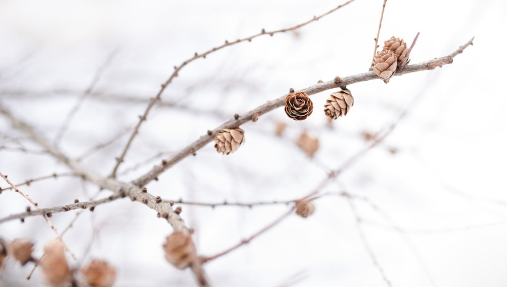 focus photography of brown petaled flower