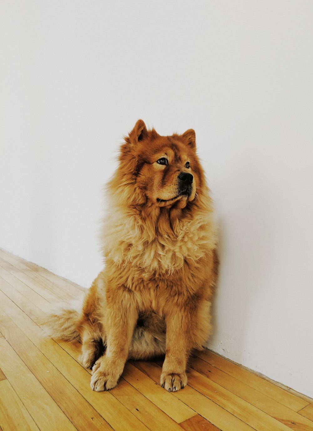 brown-coated dog
