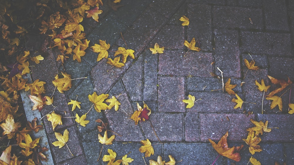 コンクリートの地面に黄色いカエデの葉