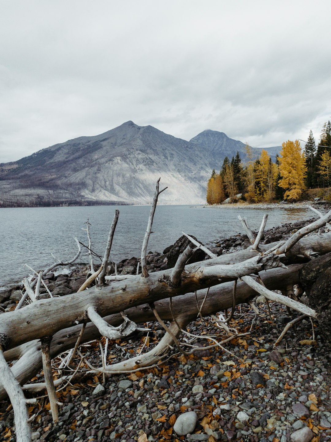 gray driftwood