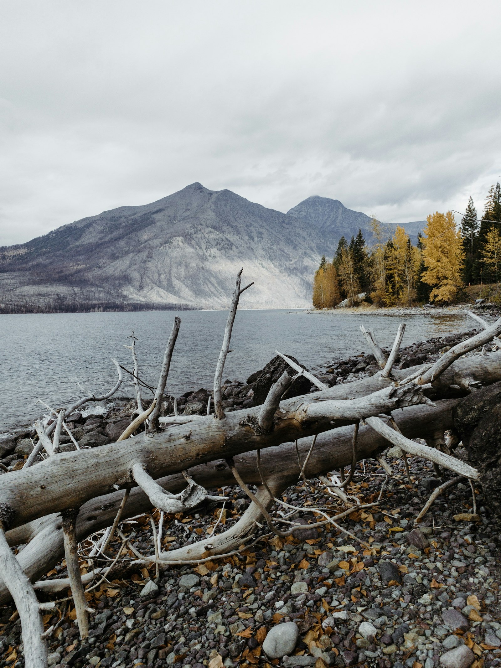 Driftwood shoreline near Columbia Falls, Montana