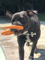 A dark-coated dog is standing on a sunlit patio with a bright orange toy held in its mouth. The dog wears a black harness with a small tag. The background includes a blurred view of trees and pavement.