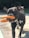 A dark-coated dog is standing on a sunlit patio with a bright orange toy held in its mouth. The dog wears a black harness with a small tag. The background includes a blurred view of trees and pavement.