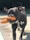 A dark-coated dog is standing on a sunlit patio with a bright orange toy held in its mouth. The dog wears a black harness with a small tag. The background includes a blurred view of trees and pavement.