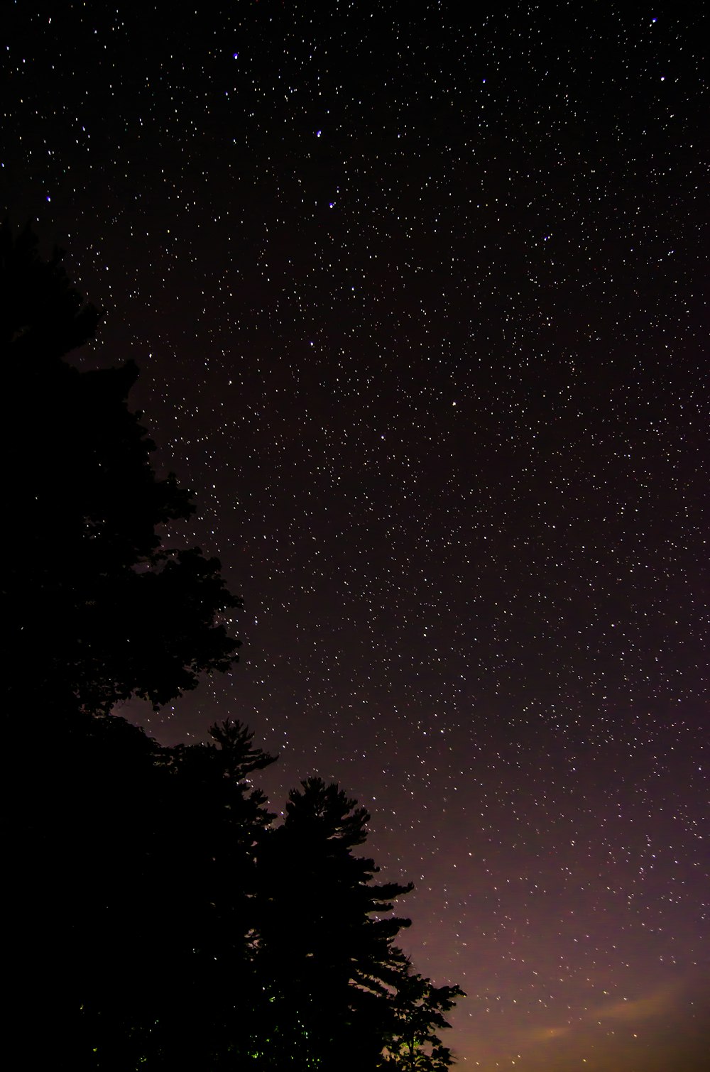 silhouette of trees during nighttime