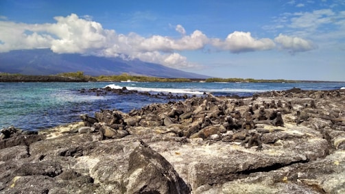 A rocky shoreline with a large group of marine iguanas basking in the sun. The background features a vibrant blue ocean with gentle waves, and a distant view of green vegetation and mountains under a mostly clear sky with a few scattered clouds.