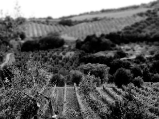 A grayscale image of a rural landscape featuring rolling hills covered in neat rows of vegetation. The foreground shows branches and leaves, suggesting an orchard or vineyard. In the background, more rows of crops extend into the distance.