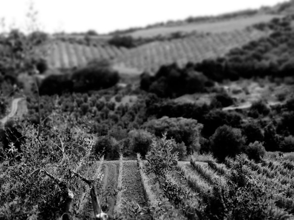 A grayscale image of a rural landscape featuring rolling hills covered in neat rows of vegetation. The foreground shows branches and leaves, suggesting an orchard or vineyard. In the background, more rows of crops extend into the distance.
