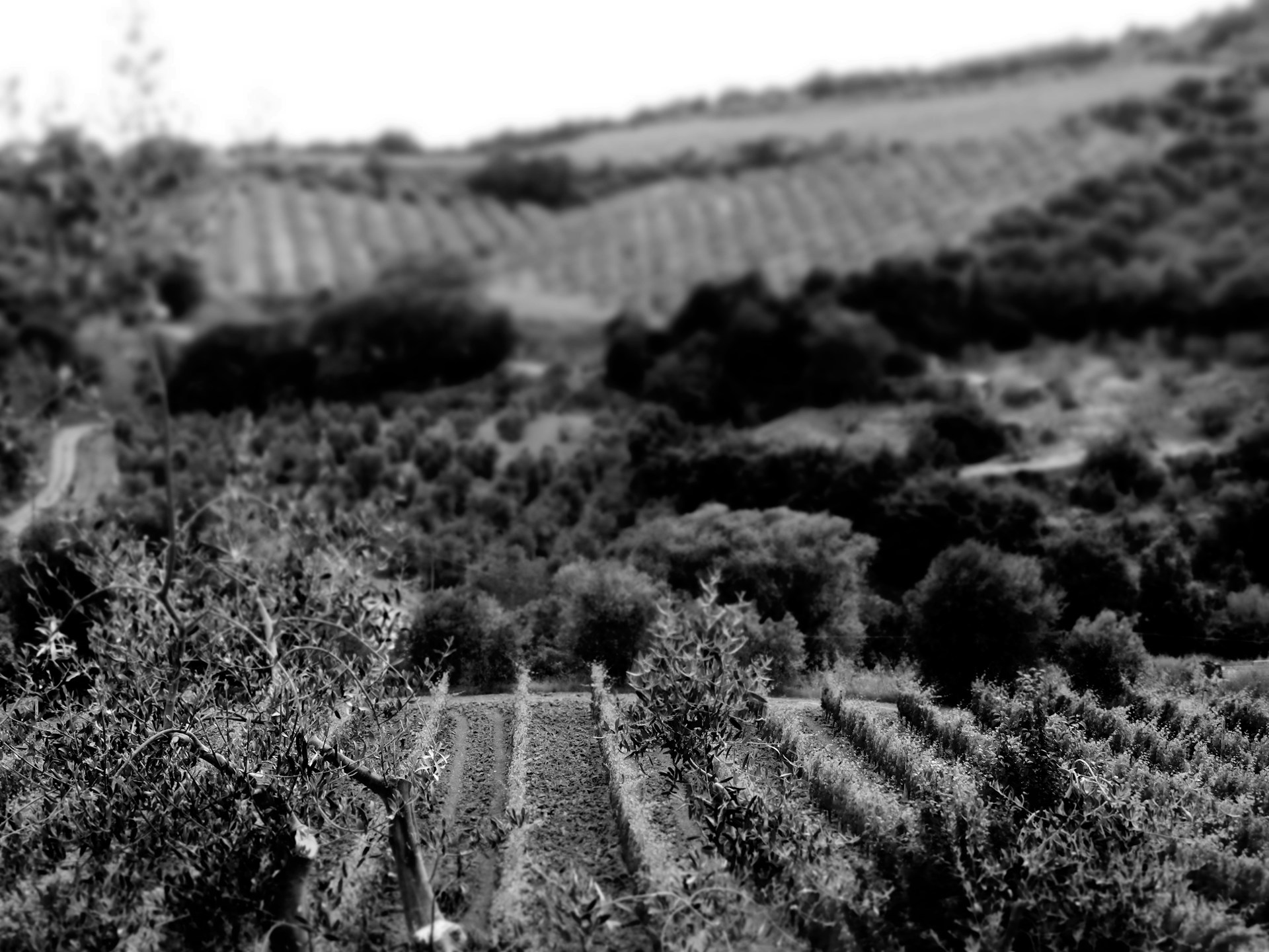 black and brown leather padded tub sofa