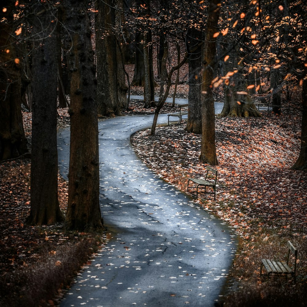 photography of road between trees during daytime