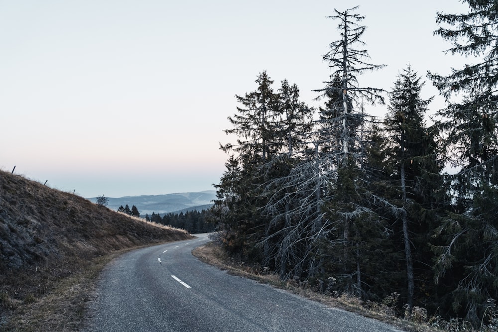 albero vicino alla strada