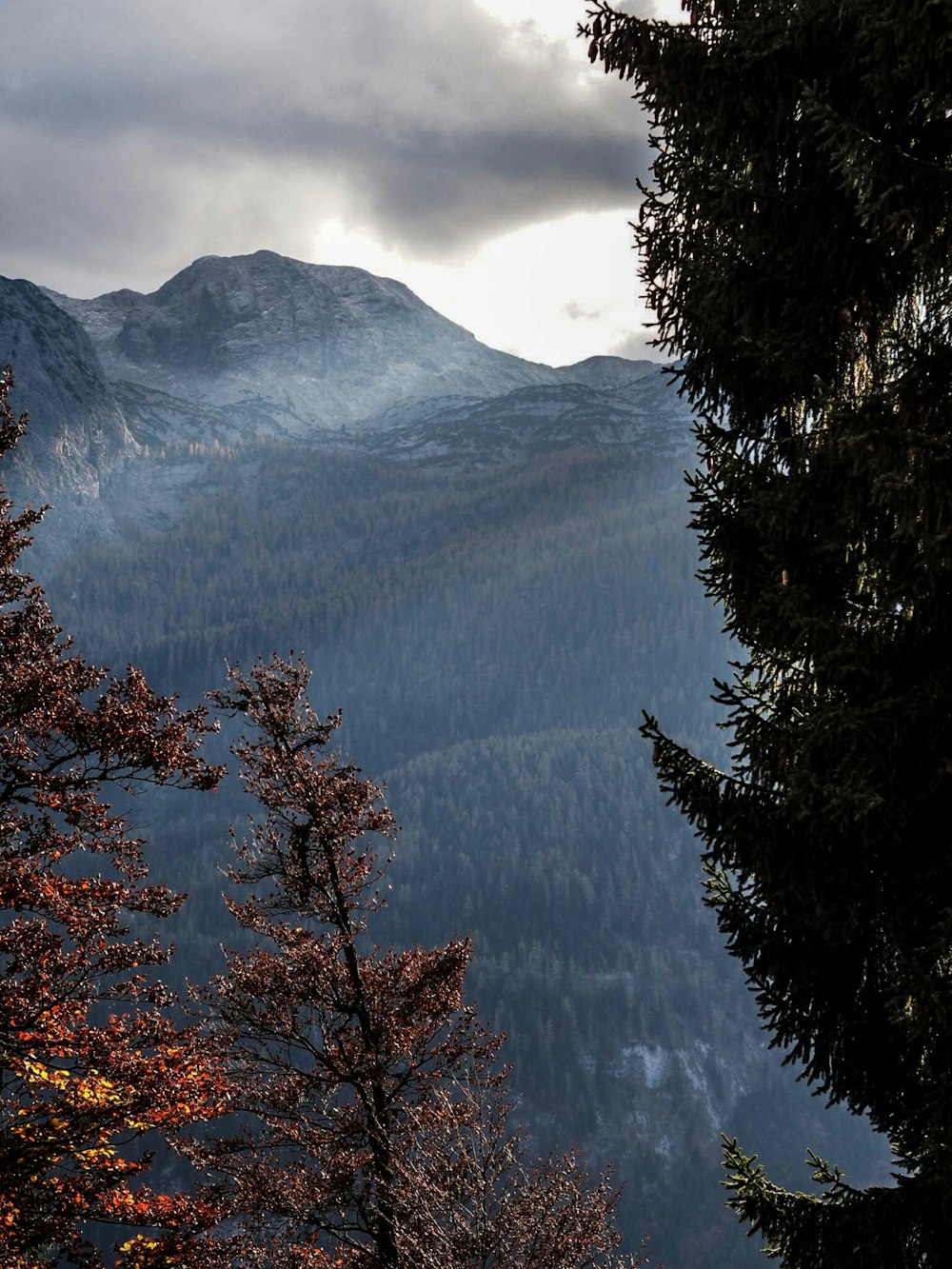 green forest with mountain background