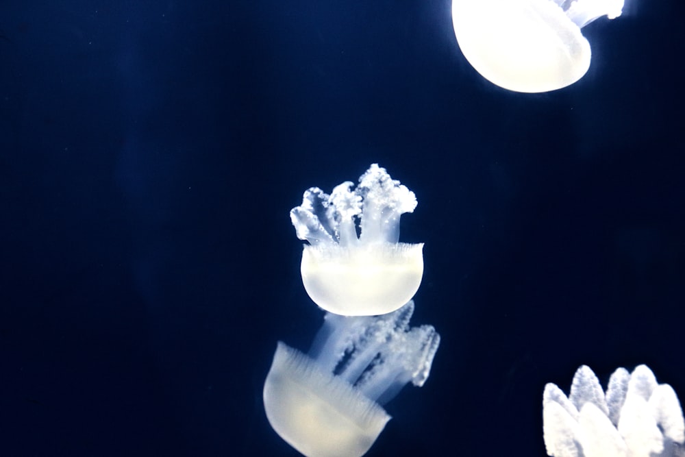白いクラゲの壁紙の写真 Unsplashで見つけるドバイの無料写真
