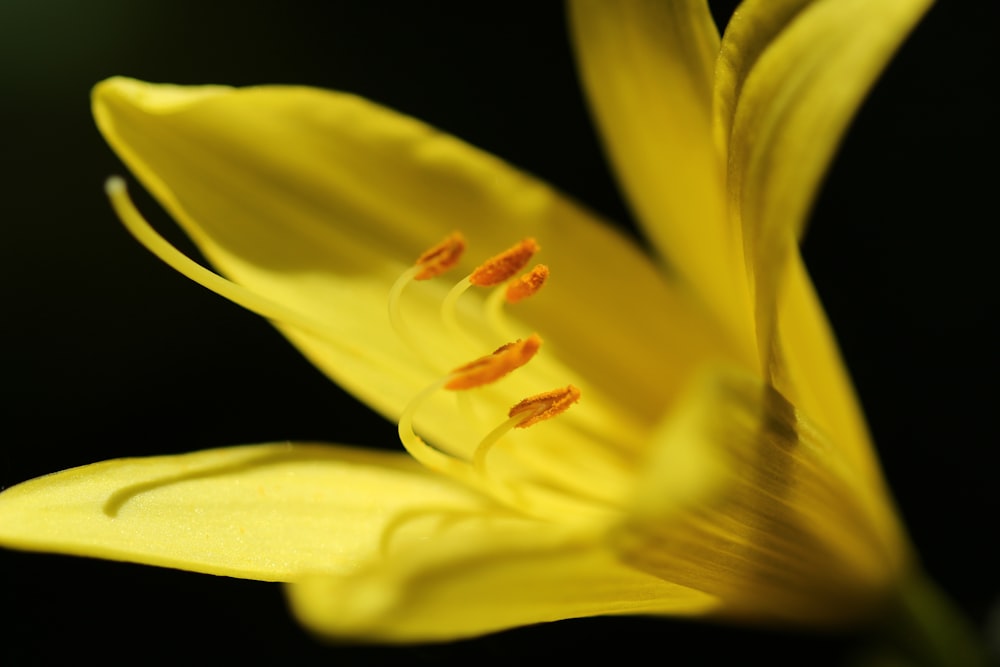 gelbe Tigerlilie-Blume in Nahaufnahme
