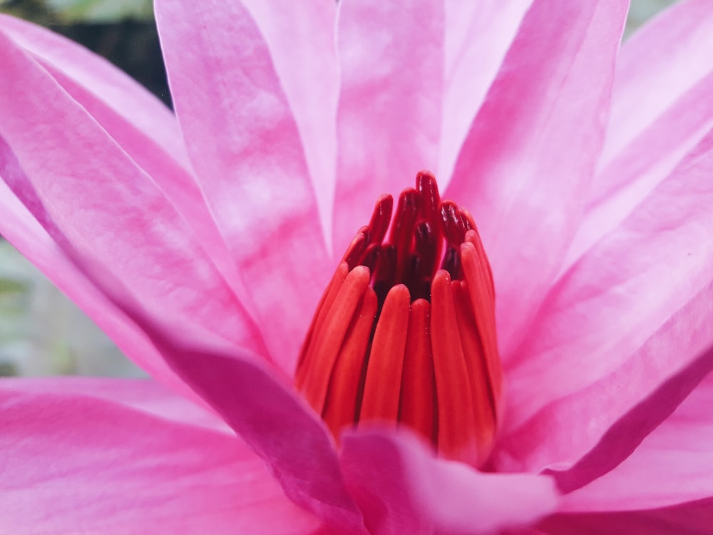 close photo of pink flower