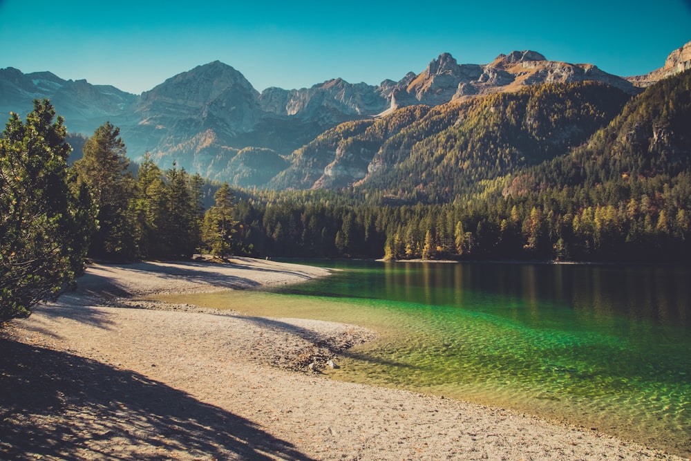 lake in forest