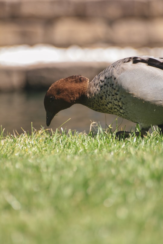 brown and gray bird on grass field on selective focus photography in Auburn Botanic Gardens Australia