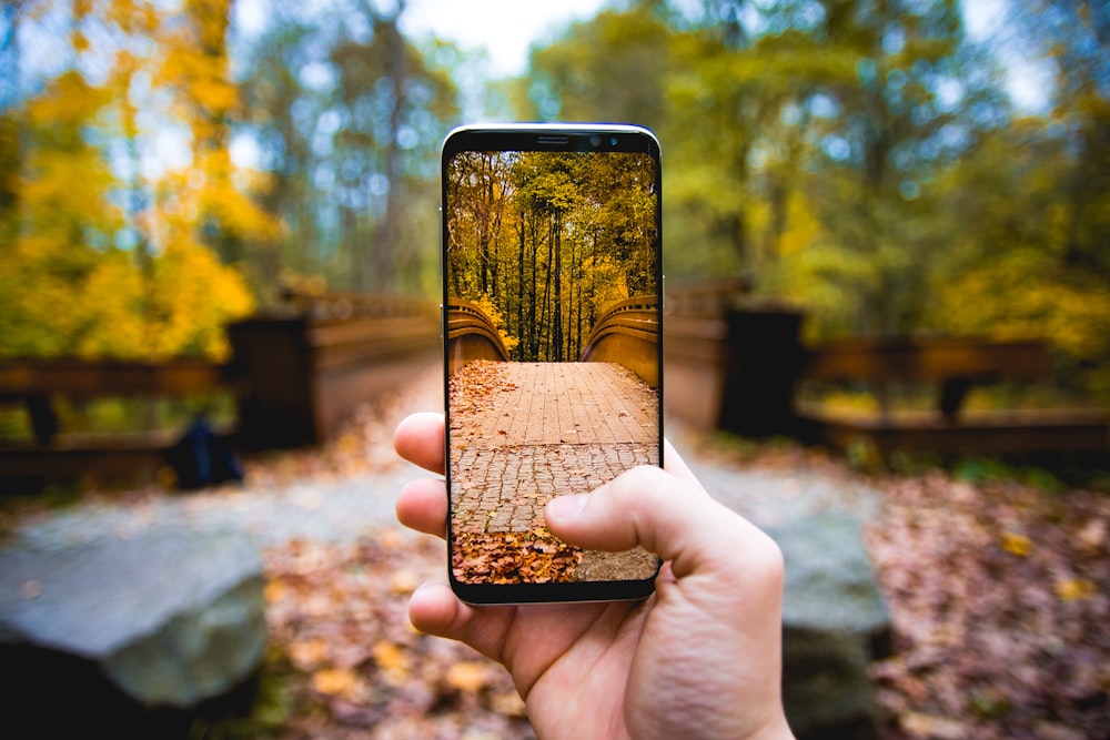 person taking photo on tall trees