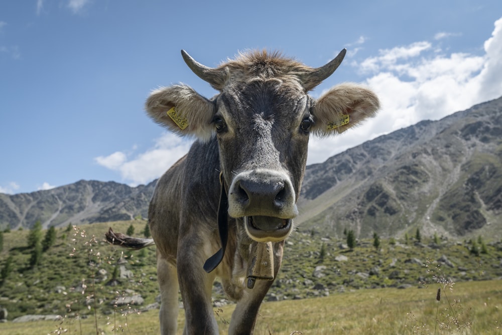 graue Kuh auf Gras