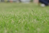 A close-up of lush green grass being blown clean by a quiet electric blower.